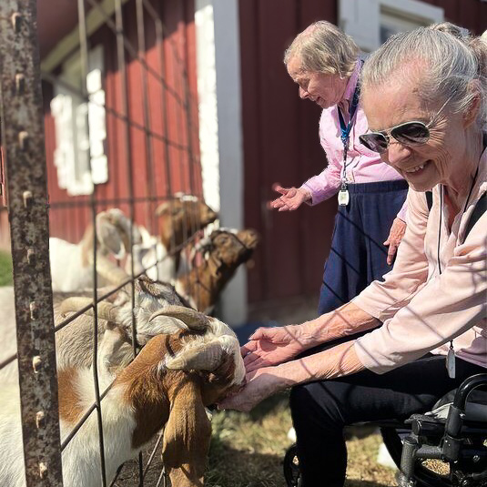 Two senior women delightedly interact with a group of goats during a visit to a local farm.