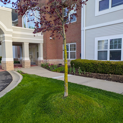 Walking paths outside University Senior Living, landscaped with mulch beds, foliage and trees.